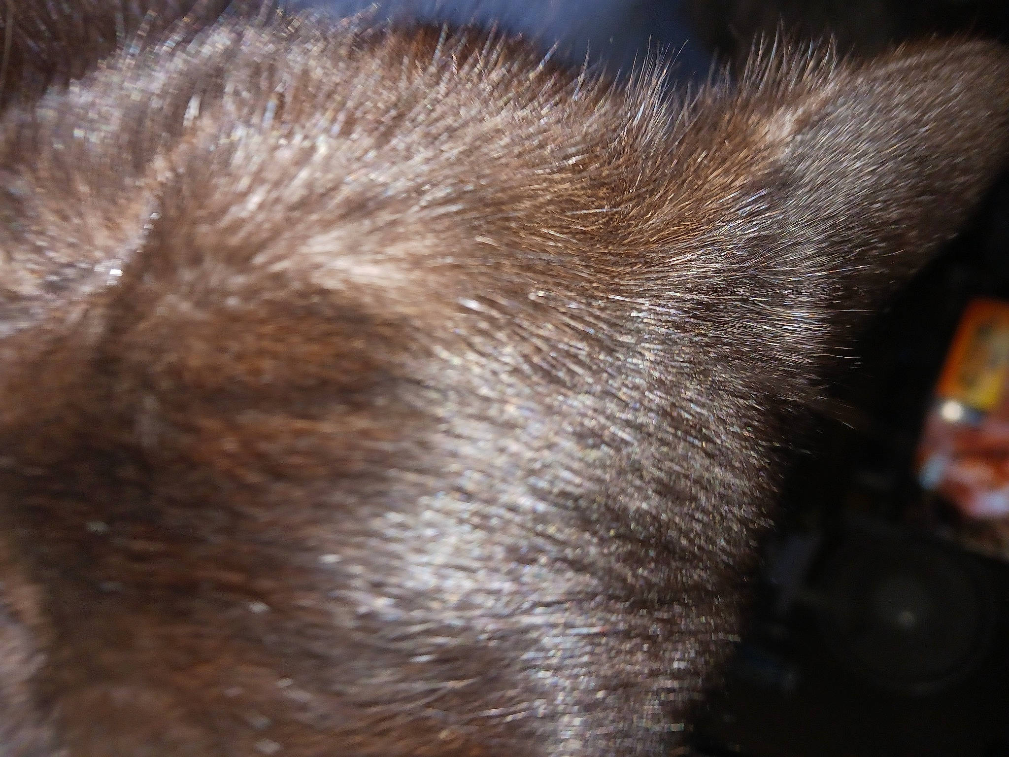 Wiccan Moone joined the competition — help win amazing prizes! brown, carnivore, cat, close_up, felidae, flooring, fur, natural_material, small_to_medium_sized_cats, snout, tail, terrestrial_animal, whiskers