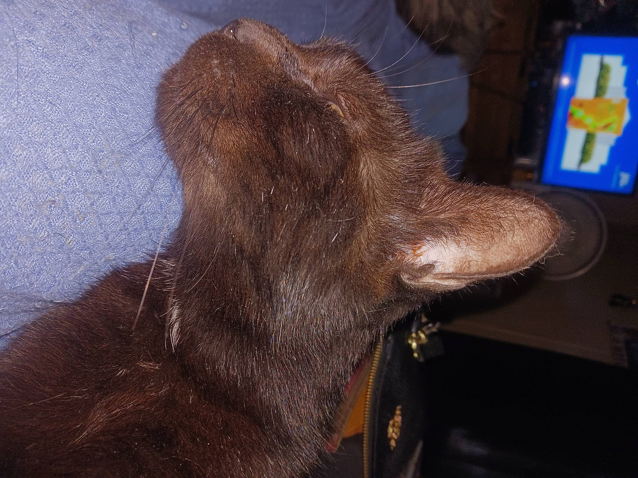 Wiccan Moone joined the competition — help win amazing prizes! carnivore, claw, dog, dog_breed, felidae, foot, fur, liver, small_to_medium_sized_cats, snout, sporting_group, tail, terrestrial_animal, tints_and_shades, whiskers, windshield, wood, working_animal