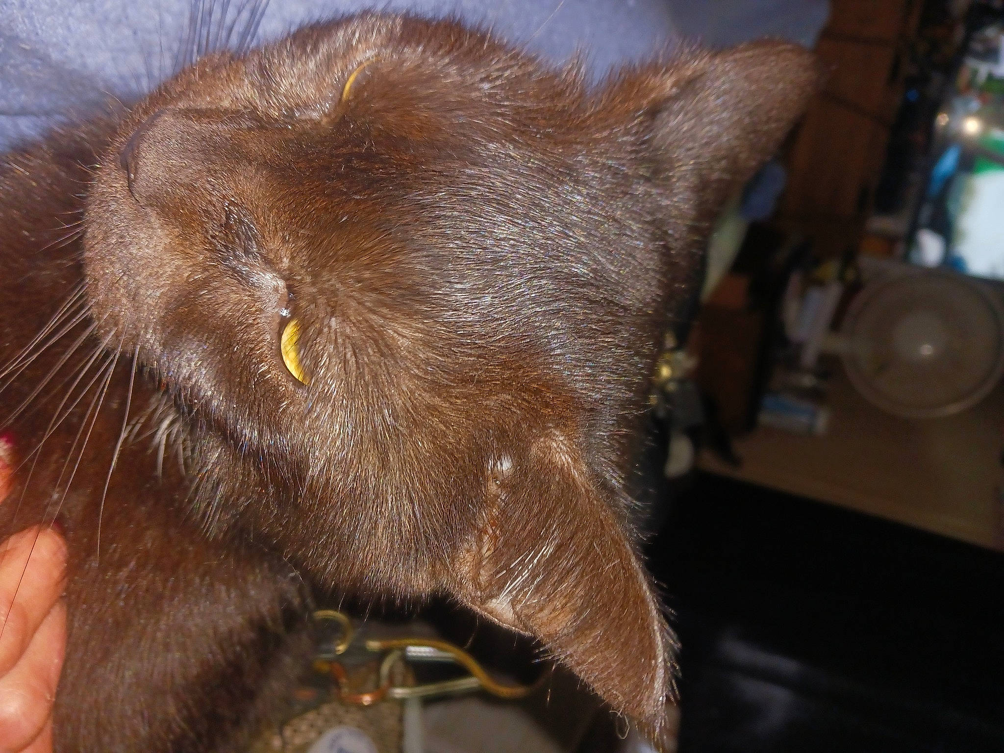 Wiccan Moone is registered to the contest to win money with this photo: black_cat, carnivore, cat, claw, domestic_short_haired_cat, ear, felidae, fur, gesture, havana_brown, liver, paw, small_to_medium_sized_cats, snout, terrestrial_animal, whiskers, working_animal, wrinkle