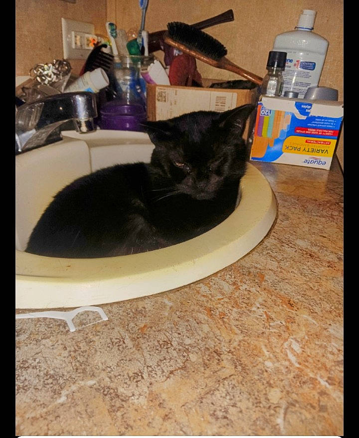 Wiccan Moone joined the competition — help win amazing prizes! bathroom, bathroom_sink, carnivore, cat, comfort, domestic_short_haired_cat, felidae, flooring, fluid, household_supply, personal_care, pet_supply, plumbing, plumbing_fixture, room, sink, small_to_medium_sized_cats, tail, tap, whiskers