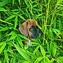 Alma participe au concours pour gagner de l'argent avec cette photo : puppy, dog, bamboo, greenery, leaves, nature, young_dog, outdoor, curious, animal, brown_dog, cute, pet, forest, plants, fur, snout, ears, small_dog, explorer