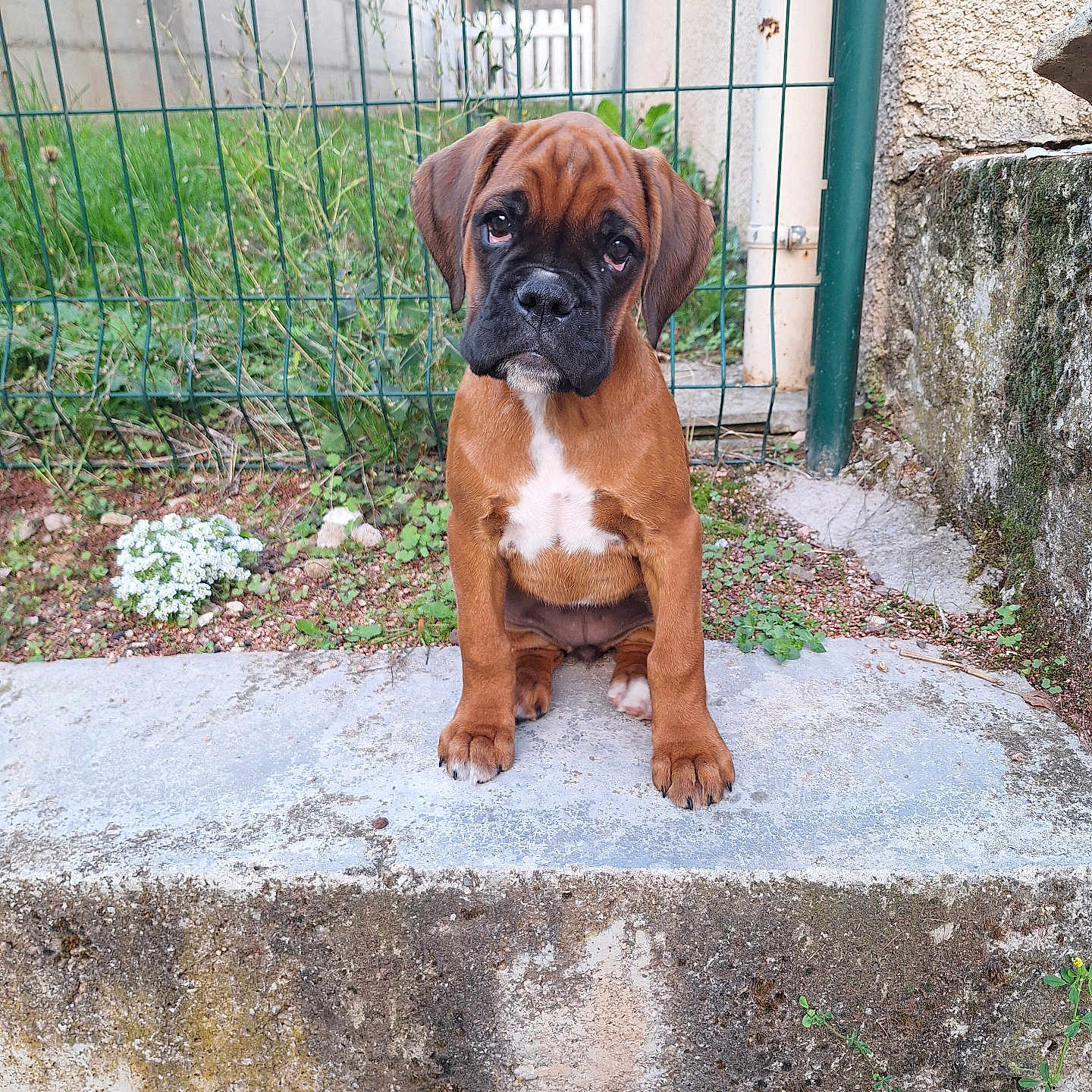 Alma participe au concours pour gagner de l'argent avec cette photo : animal, brown_dog, concrete, cute, dog, ears, face, fence, fur, garden, grass, greenery, looking, outdoor, pet, plant, portrait, puppy, sitting, young_dog