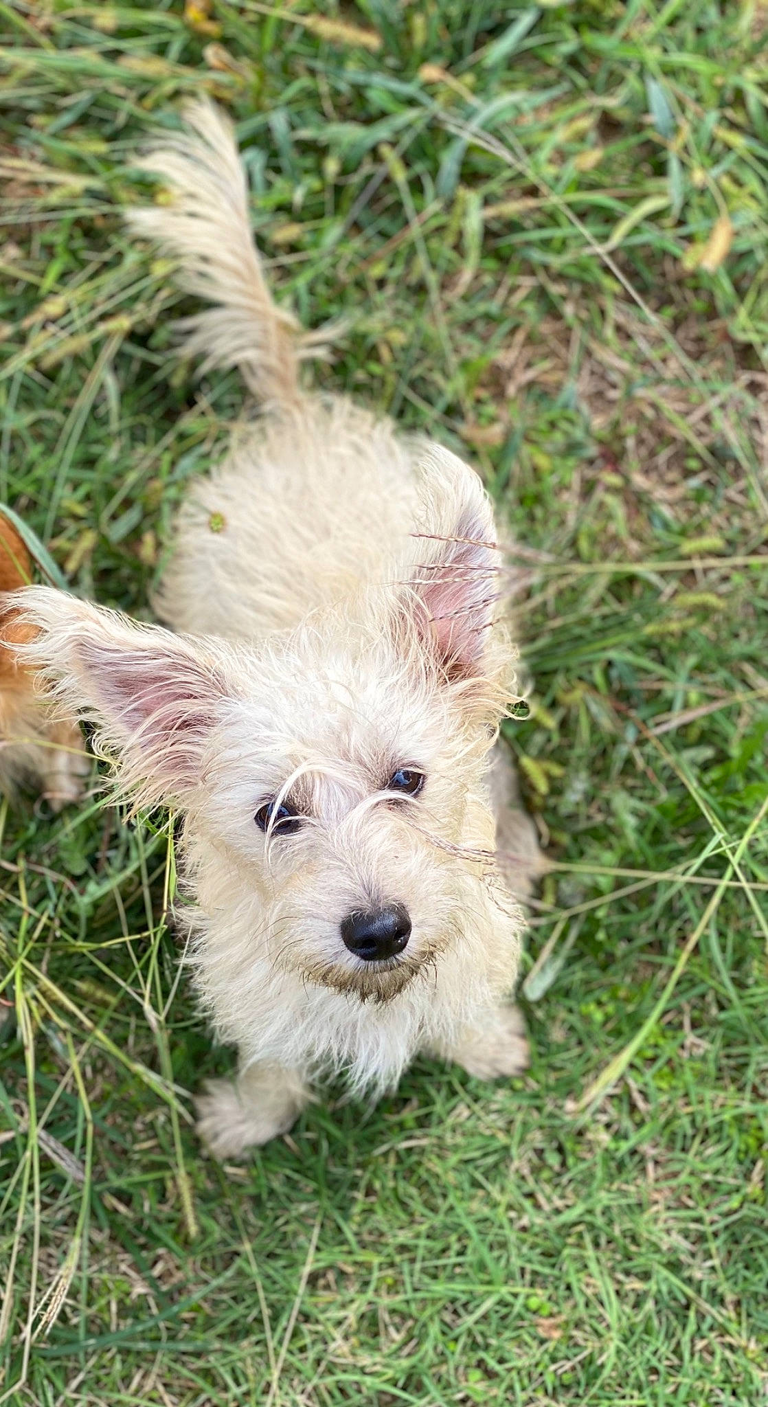 Chumbawamba is registered to the contest to win money with this photo: cairn_terrier, canidae, carnivore, dog, dog_breed, grass, grass_family, mammal, norwich_terrier, small_terrier, snout, terrier, toy_dog, west_highland_white_terrier, working_animal