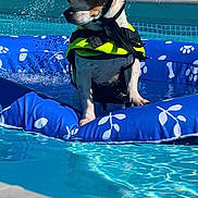 Fire Cracker joined the competition — help win amazing prizes! dog, life_jacket, cap, pool, inflatable_float, water, splash, outdoor, summer, pet, animal, playful, sunlight, fence, grass, blue, white, brown, small_dog, canine