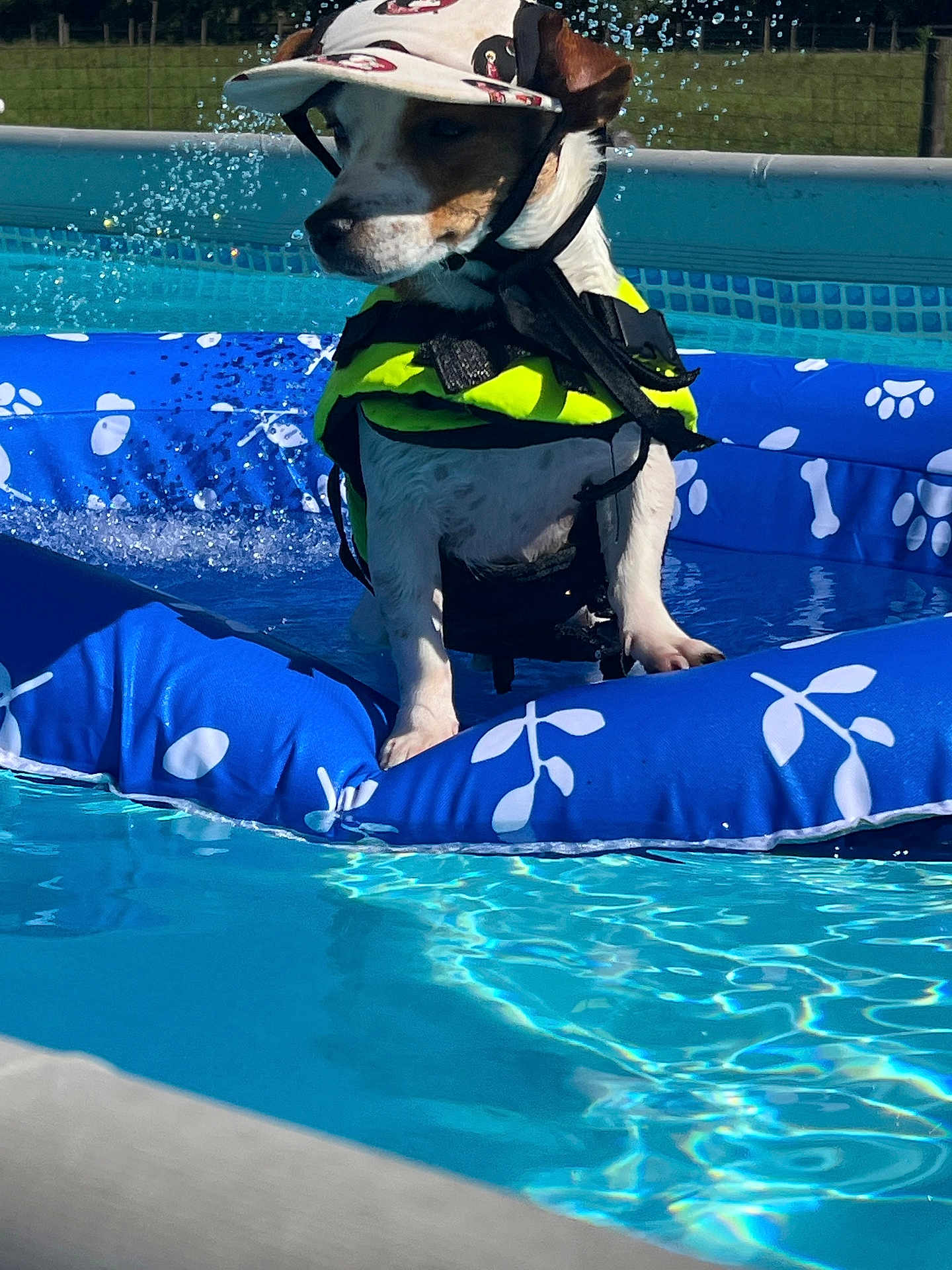 Fire Cracker joined the competition — help win amazing prizes! dog, life_jacket, cap, pool, inflatable_float, water, splash, outdoor, summer, pet, animal, playful, sunlight, fence, grass, blue, white, brown, small_dog, canine
