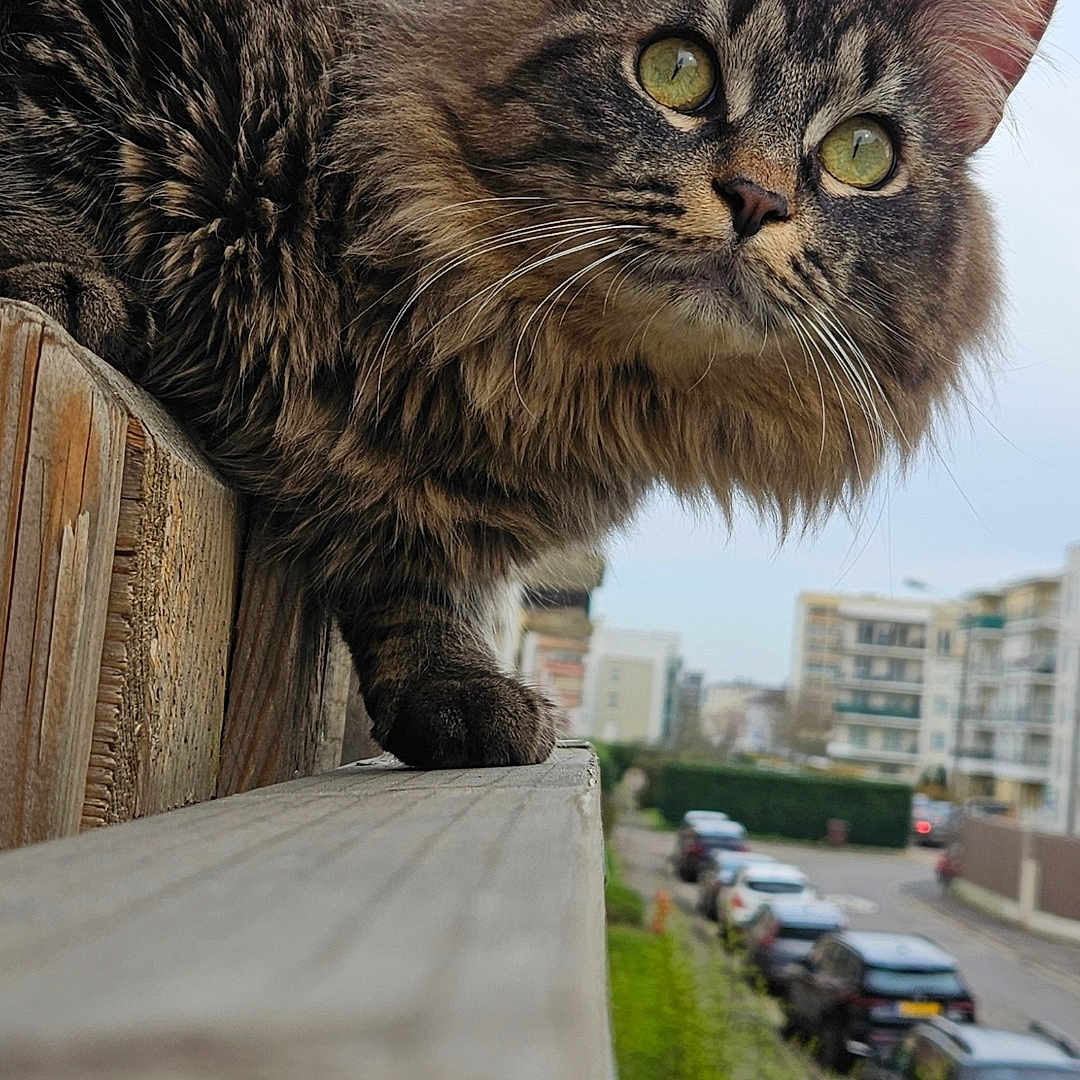 Ubu a rejoint le concours — aidez-le/la à gagner de superbes lots ! alloywheel, animal, car, carwheel, cat, city, kitten, machine, manx, path, pet, road, sidewalk, spoke, street, tire, transportation, urban, vehicle, wheel