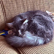 Stormy joined the competition — help win amazing prizes! cat, gray_cat, sleeping, curled_up, fur, pet, animal, indoor, couch, furniture, cozy, relaxation, resting, whiskers, tail, close_up, home, texture, soft, peaceful