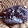 cat, gray_cat, sleeping, curled_up, fur, pet, animal, indoor, couch, furniture, cozy, relaxation, resting, whiskers, tail, close_up, home, texture, soft, peaceful