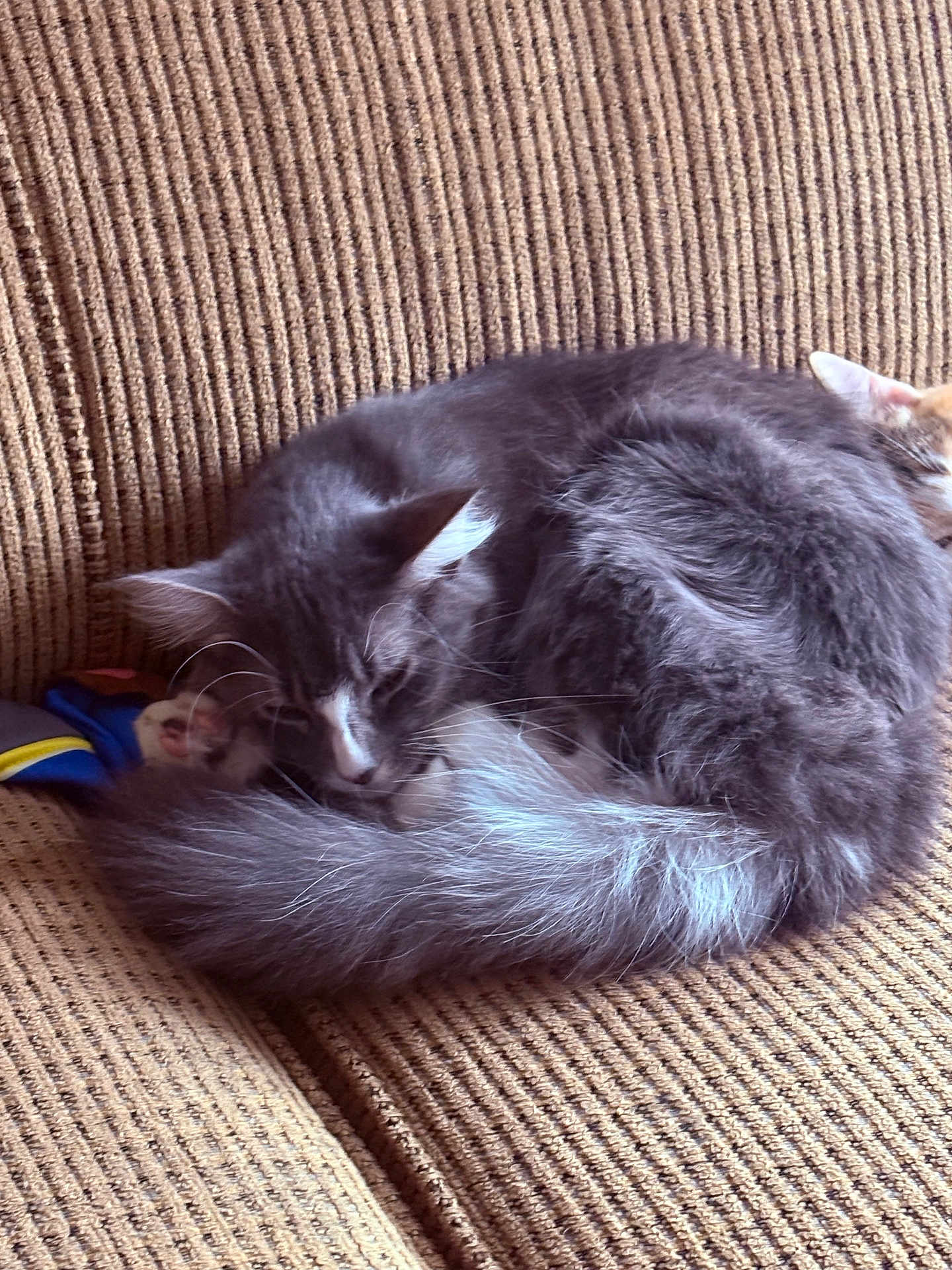 Stormy joined the competition — help win amazing prizes! cat, gray_cat, sleeping, curled_up, fur, pet, animal, indoor, couch, furniture, cozy, relaxation, resting, whiskers, tail, close_up, home, texture, soft, peaceful