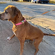 Rosie is registered to the contest to win money with this photo: dog, brown_dog, pink_collar, leash, sand, paws, side_profile, portrait, parking_lot, cars, building, apartment, sunlight, shadow, outdoor, pet, tethered, tail, pavement, grass