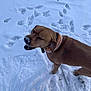 dog, brown_dog, canine, snow, snowy_ground, footprints, collar, leash, paw, nose, muzzle, eyes_closed, outdoor, winter, pet, playful, closeup, portrait, ground, chewing