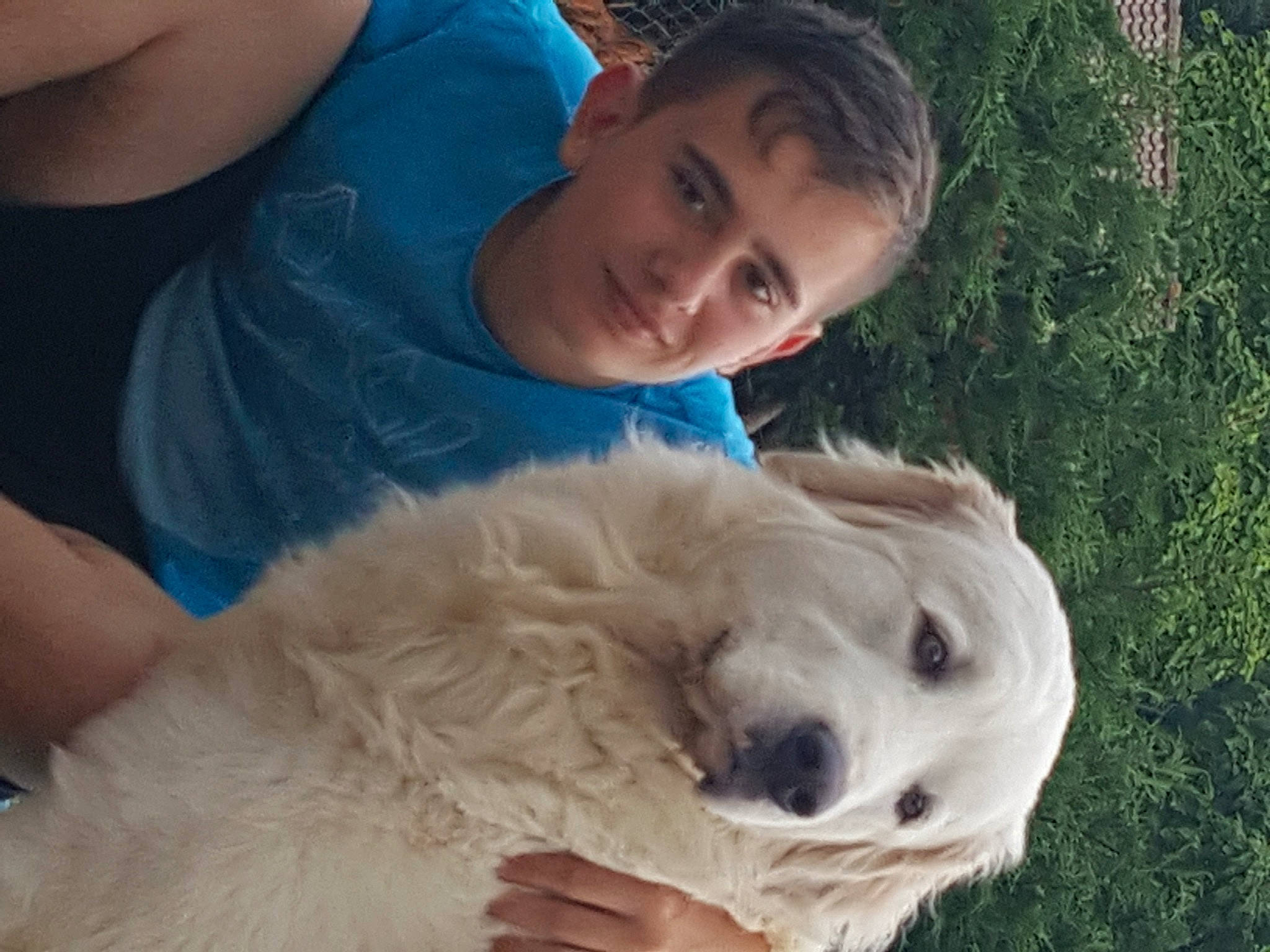 Montana participe au concours pour gagner de l'argent avec cette photo : canidae, carnivore, comfort, companion_dog, dog, dog_breed, fawn, fur, grass, great_pyrenees, happy, livestock_guardian_dog, mammal, maremma_sheepdog, plant, polish_tatra_sheepdog, smile, snout, sporting_group, tree