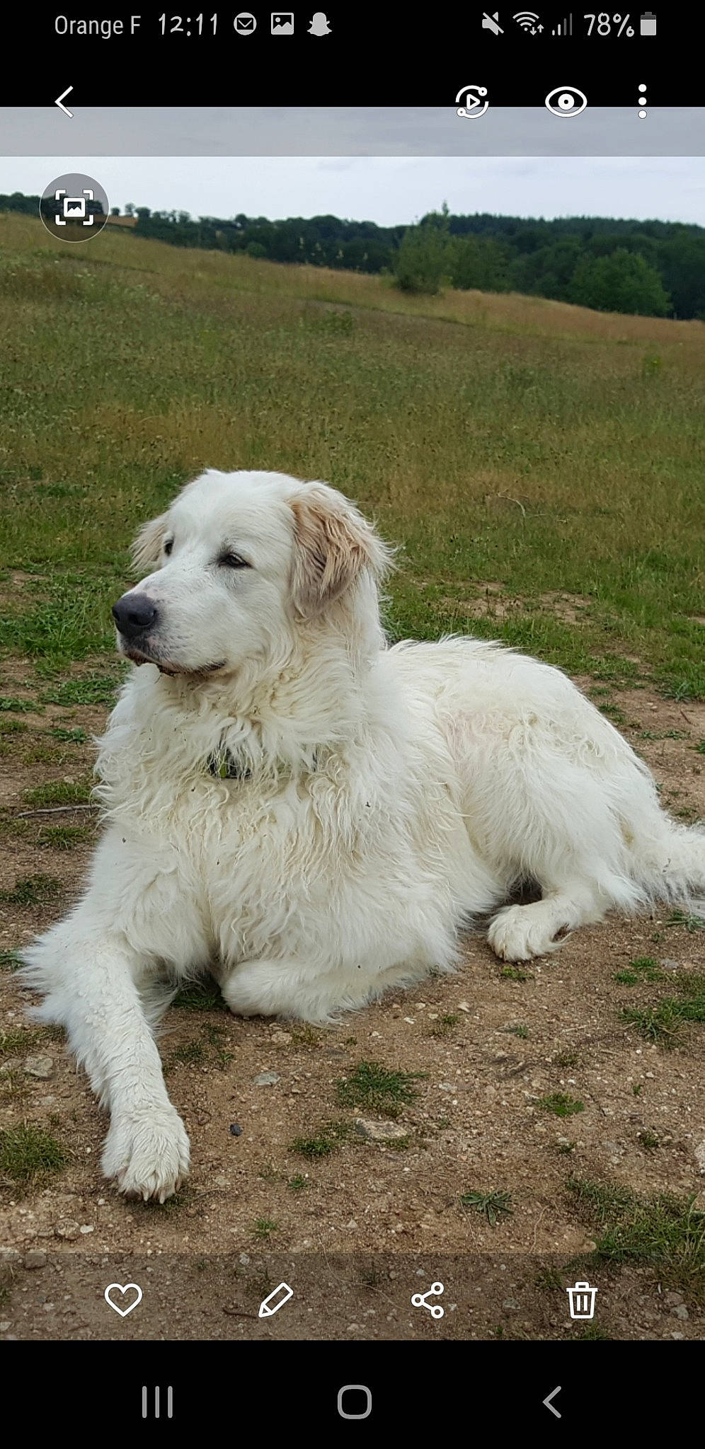 Montana a rejoint le concours — aidez-le/la à gagner de superbes lots ! carnivore, companion_dog, dog, dog_breed, grass, grassland, great_pyrenees, livestock_guardian_dog, plant, polish_tatra_sheepdog, sky, soil, sporting_group, terrestrial_animal, tree, truck, wheel, working_animal, working_dog