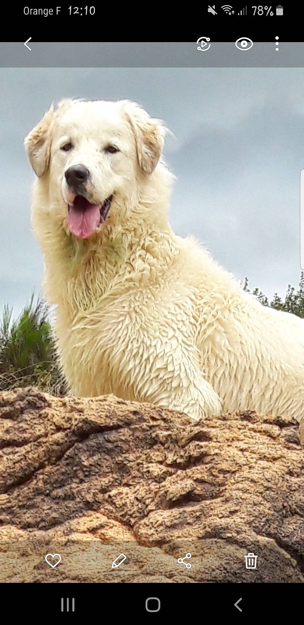 Montana a rejoint le concours — aidez-le/la à gagner de superbes lots ! balance, canidae, carnivore, cloud, companion_dog, dog, dog_breed, fang, gun_dog, retriever, sky, snout, soil, sporting_group, terrestrial_animal, water, working_animal, working_dog