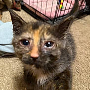 Mocha is registered to the contest to win money with this photo: kitten, cat, tortoiseshell, close_up, blurry, pet_crate, carpet, indoor, animal, feline, cute, young, fur, whiskers, ears, eyes, nose, background, domestic, curious