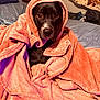 Jäger joined the competition — help win amazing prizes! animal, bed, black_dog, blanket, calm, cozy, cute, dog, fur, furniture, indoor, looking, pet, pink_blanket, portrait, resting, snuggled, soft_texture, warm, wrapped