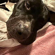 Jäger is registered to the contest to win money with this photo: animal, black_dog, blanket, close_up, comfort, cozy, dog, face, fur, indoor, muzzle, nose, pet, pink_blanket, relaxed, resting, sleeping, soft_texture, whiskers, white_fabric