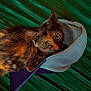 Mocha is registered to the contest to win money with this photo: cat, tortoiseshell_cat, pet, cap, hat, green_background, fur, eyes, face, animal, curious, resting, mesh, texture, indoor, closeup, portrait, cute, whiskers, playful