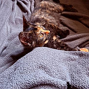 Mocha is registered to the contest to win money with this photo: kitten, cat, tortoiseshell, pet, animal, feline, blanket, cozy, indoor, fur, eyes, sunlight, resting, cute, sleepy, soft, texture, warm, comfort, closeup