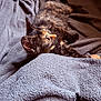 kitten, cat, tortoiseshell, pet, animal, feline, blanket, cozy, indoor, fur, eyes, sunlight, resting, cute, sleepy, soft, texture, warm, comfort, closeup