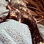 Mocha joined the competition — help win amazing prizes! cat, tortoiseshell, pet, animal, feline, relaxed, stretching, blanket, cozy, indoor, fur, whiskers, claws, paw, sleepy, closeup, texture, warm_light, resting, cute