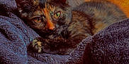 Mocha joined the competition — help win amazing prizes! cat, kitten, tortoiseshell, fur, animal, pet, cozy, blanket, soft, texture, resting, sleepy, curious, closeup, indoor, warm_light, cute, domestic_animal, relaxing, feline