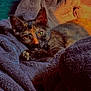 cat, kitten, tortoiseshell, fur, animal, pet, cozy, blanket, soft, texture, resting, sleepy, curious, closeup, indoor, warm_light, cute, domestic_animal, relaxing, feline