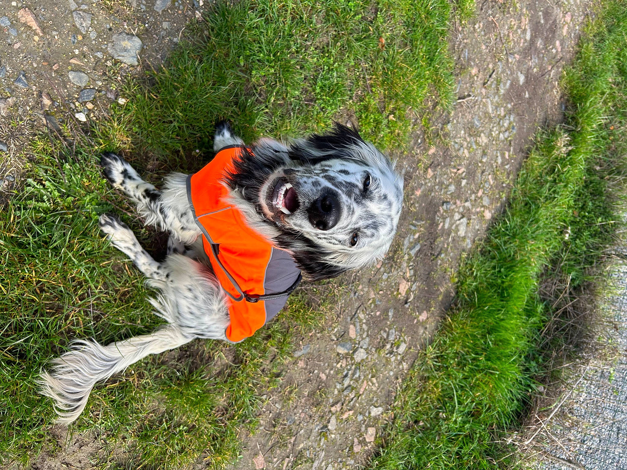 Ulk participe au concours pour gagner de l'argent avec cette photo : asphalt, canidae, carnivore, companion_dog, dog, dog_breed, flooring, grass, grass_family, groundcover, landscape, plant, road_surface, sidewalk, snout, soil, sporting_group, tail, terrestrial_animal, working_animal