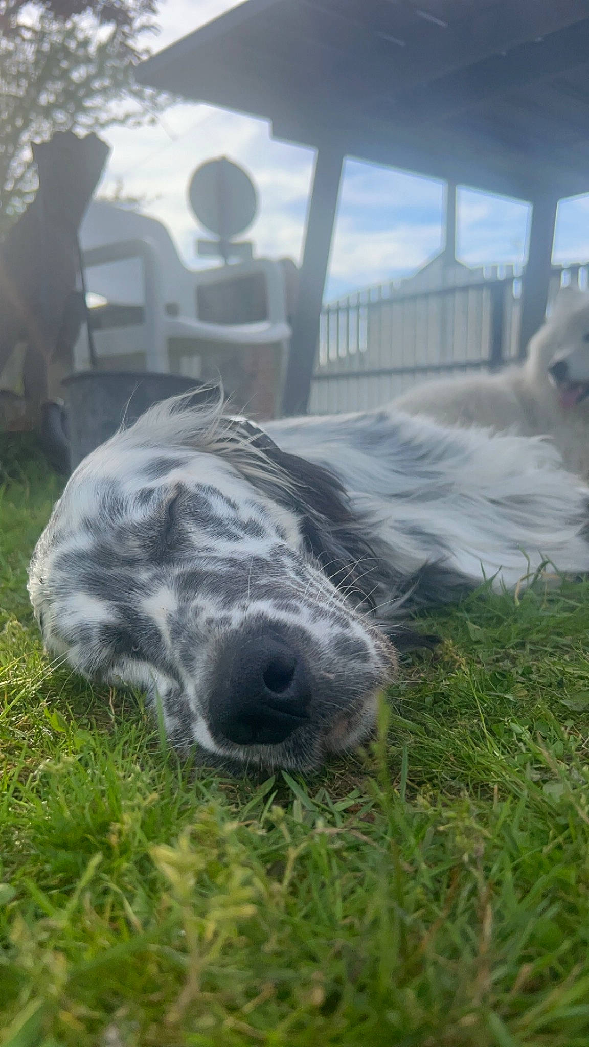 Ulk participe au concours pour gagner de l'argent avec cette photo : bovine, companion_dog, dog, dog_breed, fur, grass, grassland, livestock, pasture, plant, retriever, sculpture, snout, sporting_group, table, terrestrial_animal, tire, tree, whiskers, working_animal