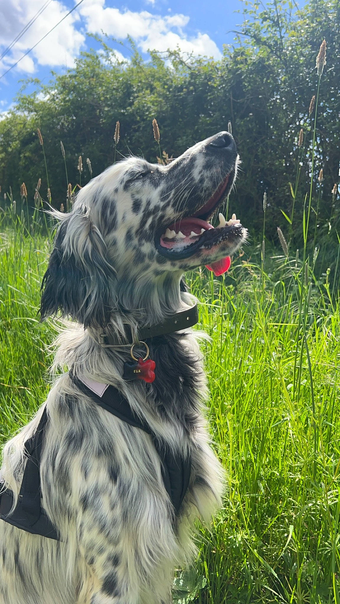 Ulk a rejoint le concours — aidez-le/la à gagner de superbes lots ! canidae, carnivore, cloud, collar, companion_dog, dog, dog_breed, dog_collar, fang, grass, guard_dog, leash, plant, pointing_breed, sky, snout, spaniel, sporting_group, working_animal, working_dog