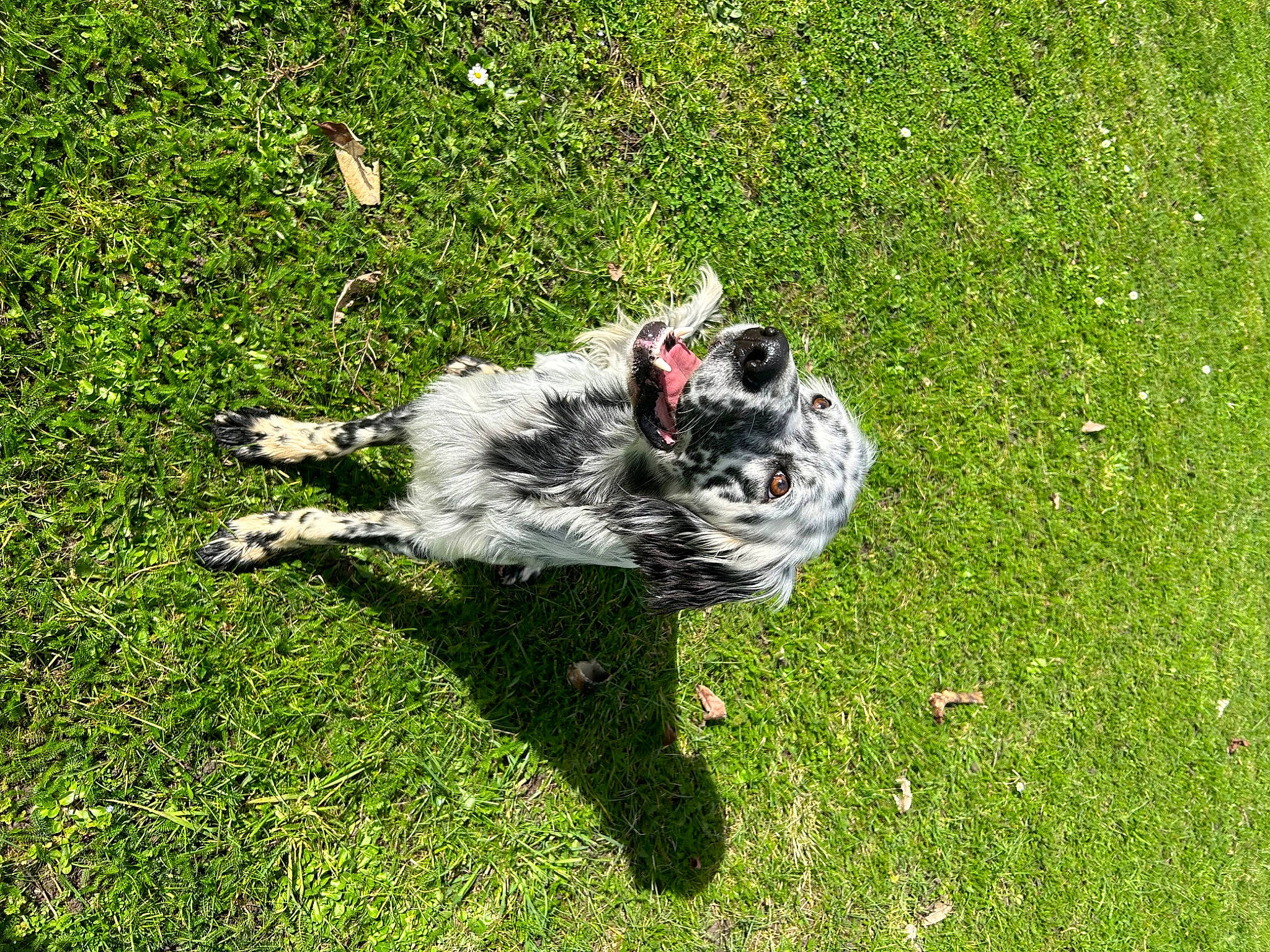 Ulk participe au concours pour gagner de l'argent avec cette photo : canidae, carnivore, companion_dog, dog, dog_breed, felidae, grass, grass_family, grassland, groundcover, lawn, plant, schnauzer, tail, terrestrial_animal