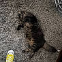 cat, tabby, carpet, floor, yellow_sneaker, footwear, white_sock, striped_bag, indoor, pet, curious, feline, fluffy, relaxed, cozy, home, texture, paws, tail, looking_up