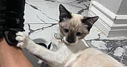 Georgie is registered to the contest to win money with this photo: cat, kitten, siamese, floor, marble_floor, shoe, footwear, human_leg, indoor, playful, pet, animal, litter_box, collar, paw, curious, white, brown, black, tile