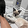 animal, black, brown, cat, collar, curious, floor, footwear, human_leg, indoor, kitten, litter_box, marble_floor, paw, pet, playful, shoe, siamese, tile, white
