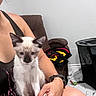 Georgie is registered to the contest to win money with this photo: kitten, cat, siamese, pet, lap, person, hand, indoor, chair, blanket, floor, watch, black_tank_top, marble_floor, laundry_basket, toy, white_wall, brown_chair, sitting, cute