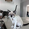 Georgie is registered to the contest to win money with this photo: cat, siamese_cat, tabby_cat, pets, indoor, countertop, marble, collar, blue_eyes, feline, domestic_animal, chandelier, modern_interior, curious, sitting, walking, animal, household, cute, portrait
