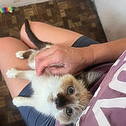 Georgie joined the competition — help win amazing prizes! kitten, cat, siamese, blue_eyes, pet, lap, human_hand, indoor, wooden_floor, relaxing, scratching, cute, young_cat, feline, comfort, casual_clothing, person, close_up, domestic_animal, resting