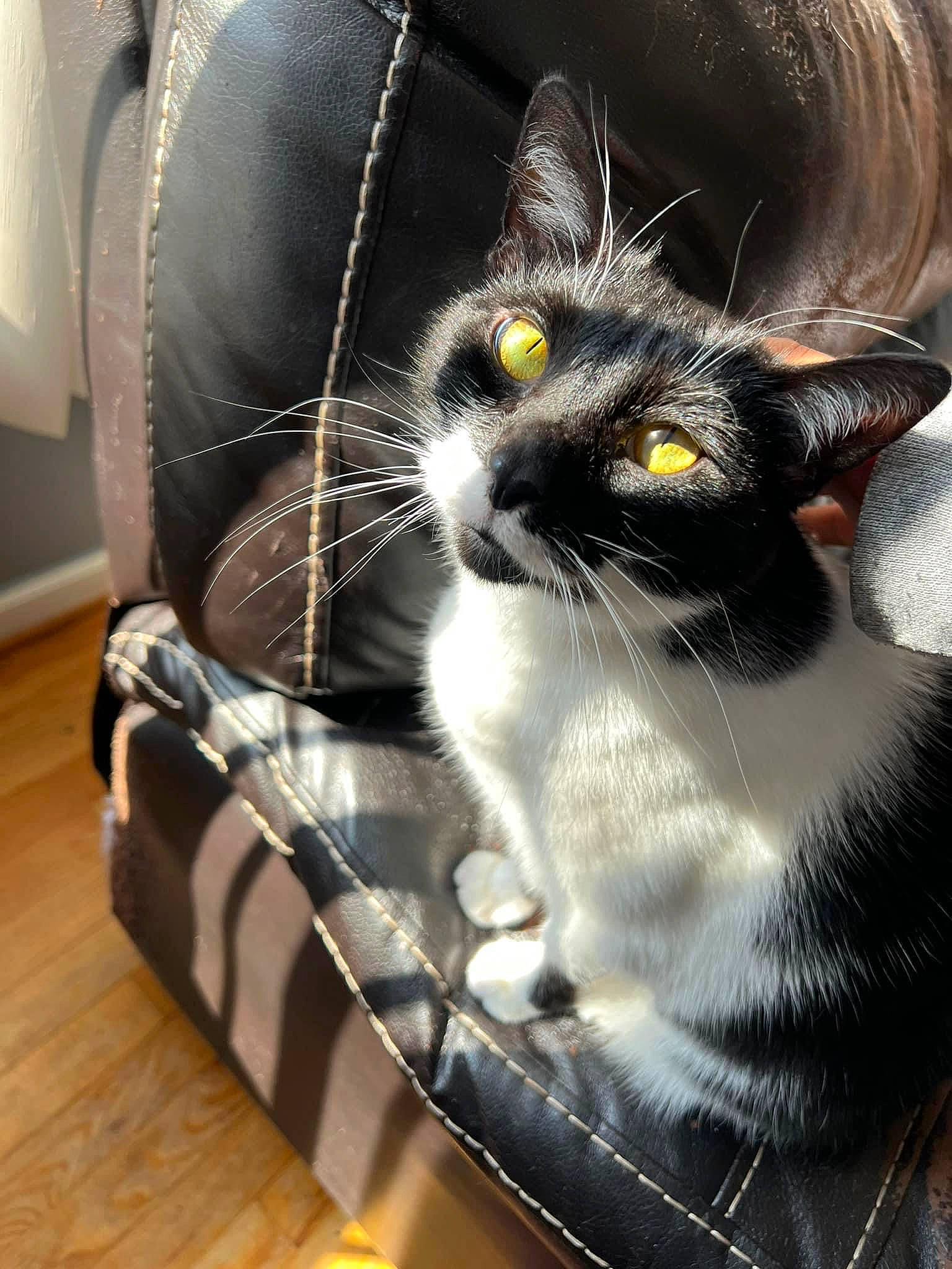 Binx joined the competition — help win amazing prizes! bag, black_cat, box, carnivore, cat, comfort, couch, domestic_short_haired_cat, felidae, flooring, fur, grey, hardwood, luggage_and_bags, sitting, small_to_medium_sized_cats, snout, tail, whiskers, wood