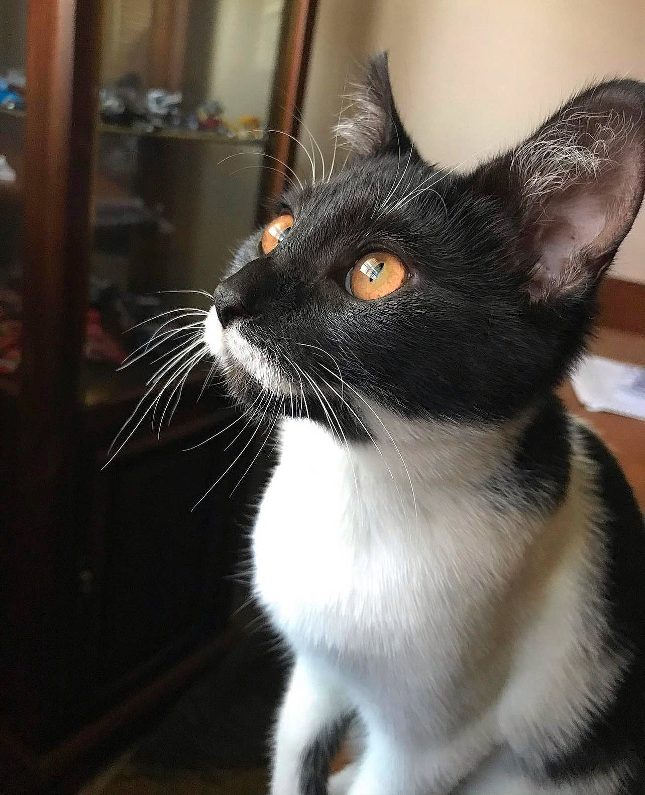 Binx joined the competition — help win amazing prizes! black_cat, carnivore, cat, domestic_short_haired_cat, felidae, fur, small_to_medium_sized_cats, snout, tail, whiskers, window