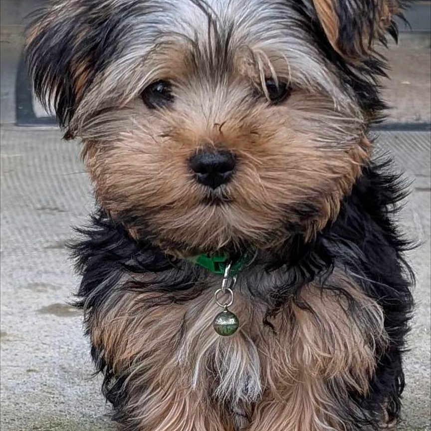 Appy a rejoint le concours — aidez-le/la à gagner de superbes lots ! puppy, dog, fluffy, cute, pet, collar, bell, fur, standing, outdoor, concrete, small, young, adorable, animal, portrait, looking, ears, black, brown
