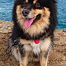 dog, fluffy, happy, sitting, tongue_out, sea, water, outdoor, nature, rock, leash, pet, portrait, canine, fur, smiling, collar, sunlight, animal, landscape