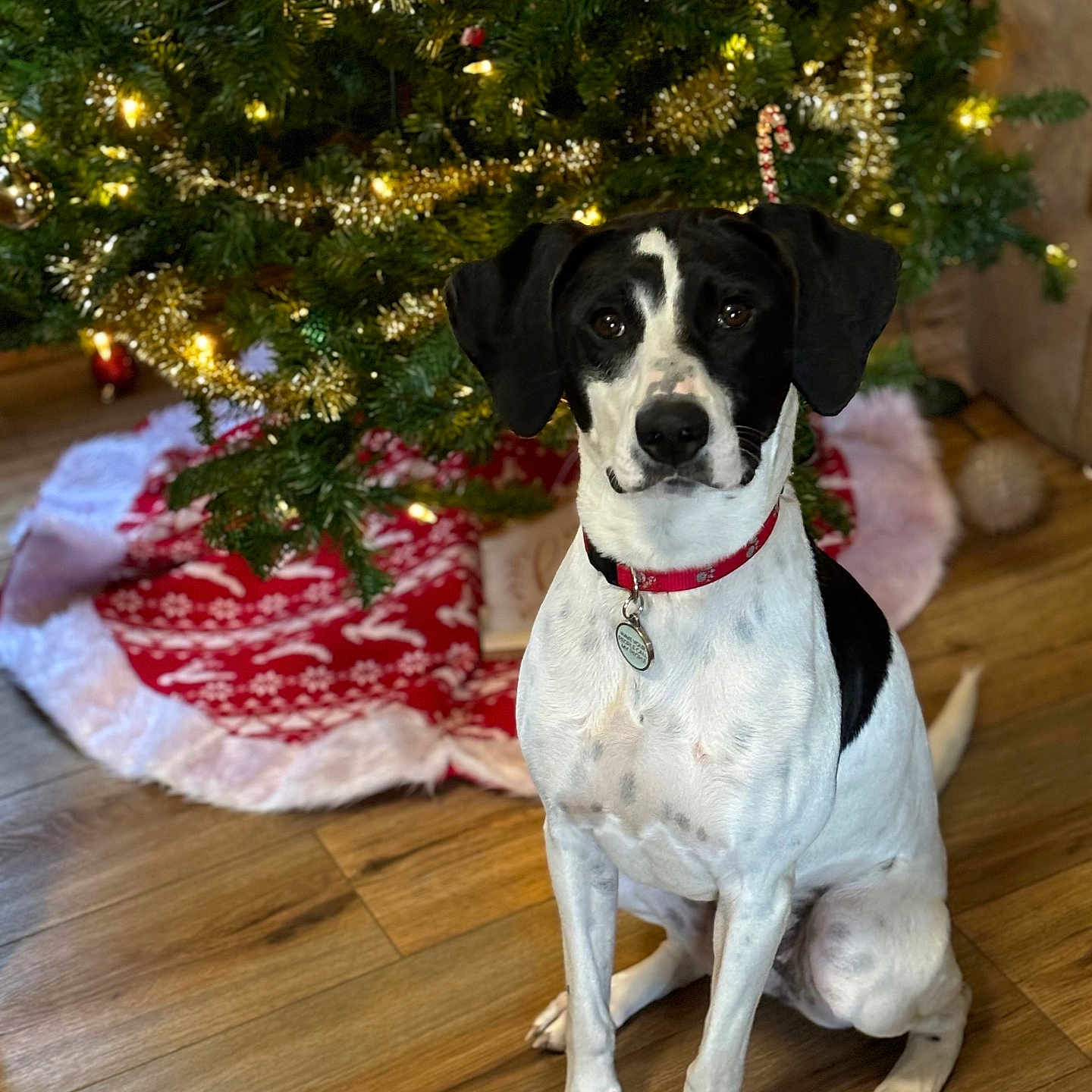 Nova joined the competition — help win amazing prizes! accessories, animal, canine, christmas, christmasdecorations, christmastree, conifer, dog, festival, fir, hardwood, hound, leaf, pet, plant, pointer, pottedplant, puppy, tree, wood