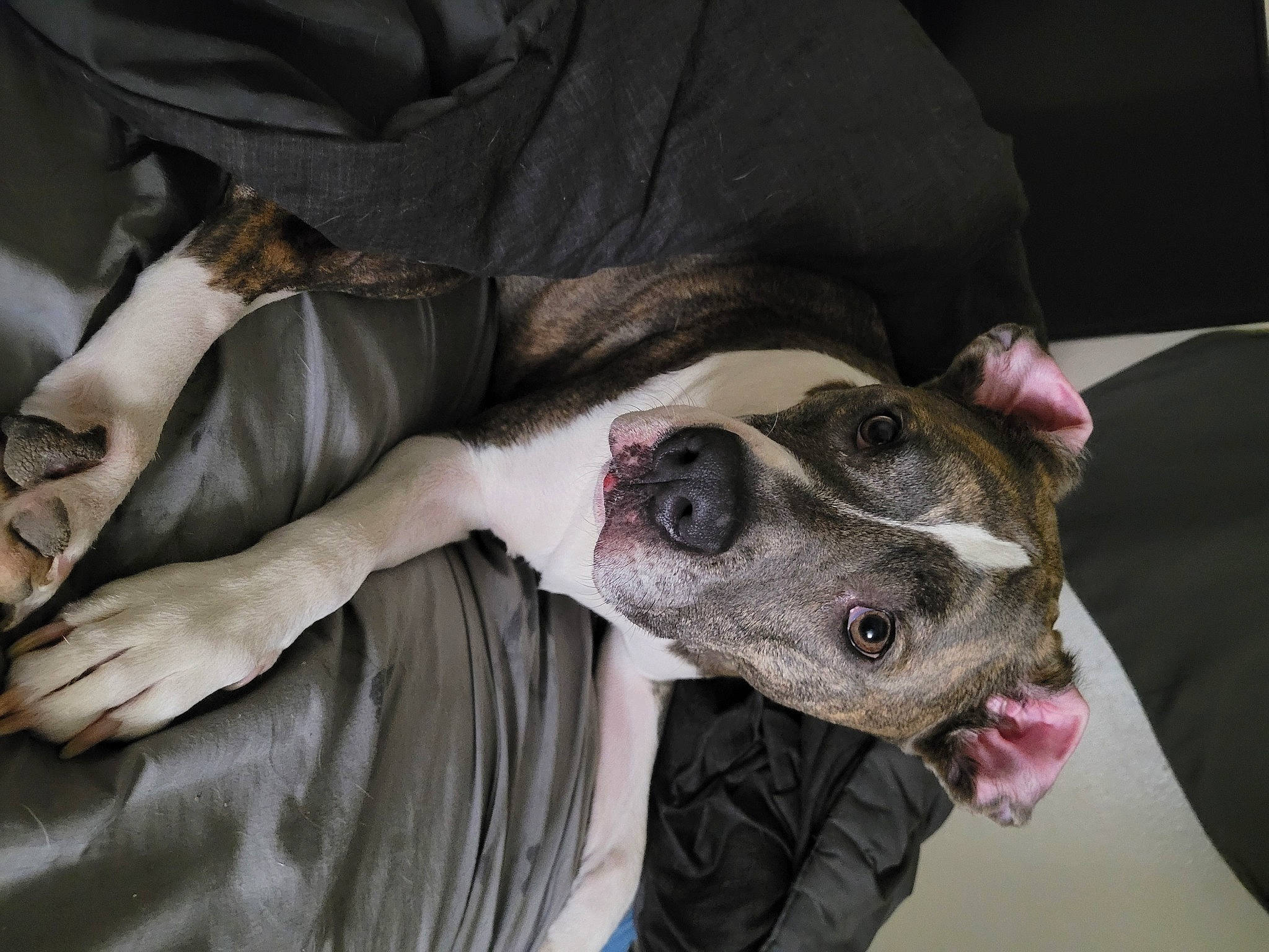 Saphira joined the competition — help win amazing prizes! canidae, carnivore, collar, comfort, companion_dog, dog, dog_breed, dog_collar, fang, fawn, fur, guard_dog, jaw, non_sporting_group, snout, sporting_group, throat, whiskers, working_animal