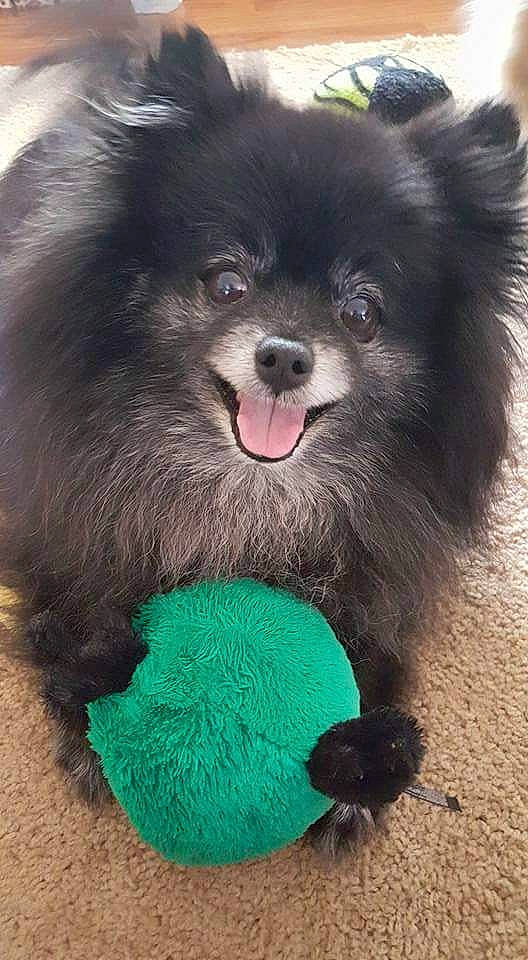 Blackjack joined the competition — help win amazing prizes! canidae, carnivore, companion_dog, dog, dog_breed, dog_supply, electric_blue, fur, german_spitz_klein, green, non_sporting_group, pet_supply, puppy, snout, spitz, sporting_group, terrestrial_animal, toy_dog, working_animal, working_dog