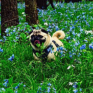 Mr Bear joined the competition — help win amazing prizes! animal, blue_flowers, canine, dog, flowers, forest, grass, greenery, happy, leaf, nature, outdoor, pet, plant, pug, spring, summer, tongue_out, trees, white_flowers