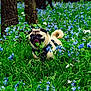 animal, blue_flowers, canine, dog, flowers, forest, grass, greenery, happy, leaf, nature, outdoor, pet, plant, pug, spring, summer, tongue_out, trees, white_flowers