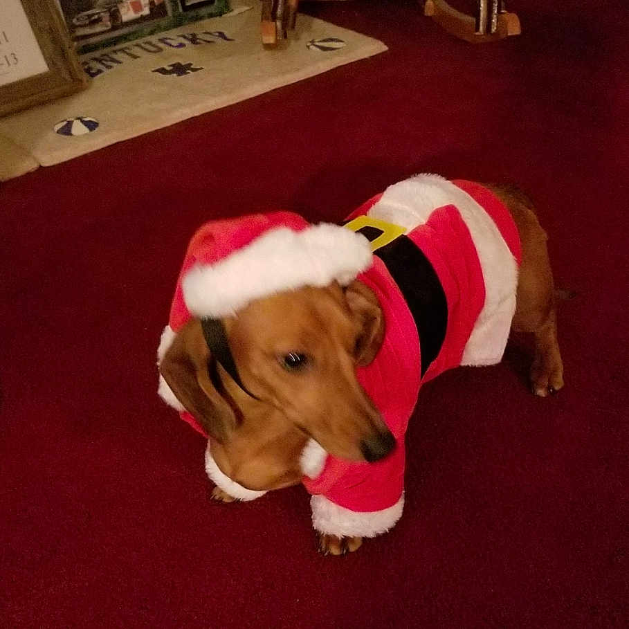 Blaze joined the competition — help win amazing prizes! animal, beagle, boxer, bulldog, canine, computerhardware, dog, electronics, face, hardware, head, hound, indoors, interiordesign, monitor, person, pet, puppy, screen, text