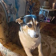 Myla joined the competition — help win amazing prizes! armchair, black, blanket, brown, calm, canine, cozy, dog, floral_pattern, furniture, household_items, indoor, lamp, looking_away, pet, seated, small_dog, table, vintage, white