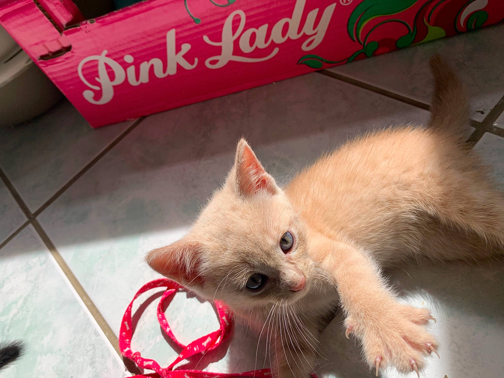 Pikachu participe au concours pour gagner de l'argent avec cette photo : carnivore, cat, cat_supply, claw, domestic_short_haired_cat, fawn, felidae, flooring, fur, paw, photo_caption, small_to_medium_sized_cats, snout, tail, whiskers