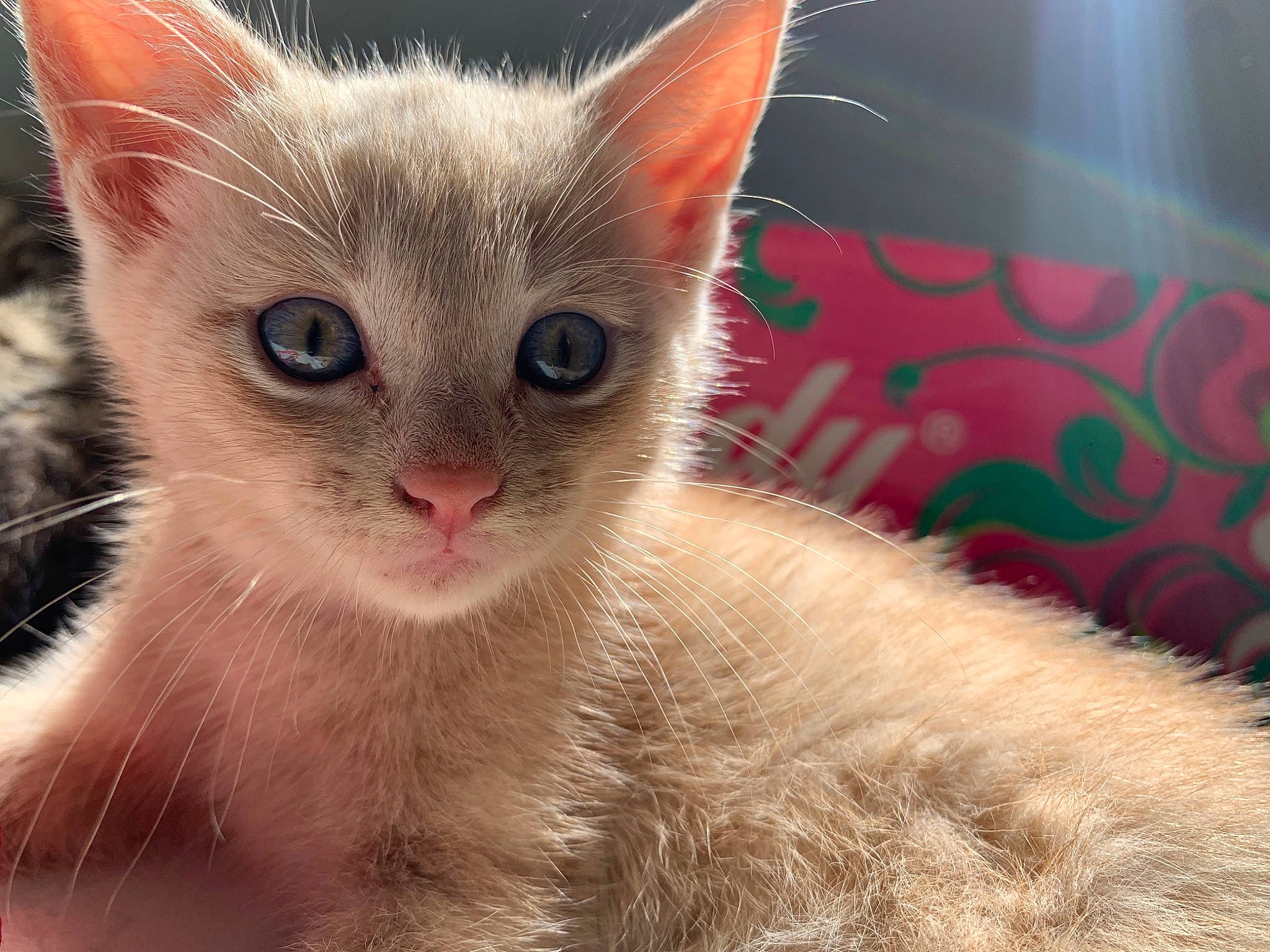 Pikachu participe au concours pour gagner de l'argent avec cette photo : carnivore, cat, claw, domestic_short_haired_cat, eye, fawn, felidae, fur, head, paw, small_to_medium_sized_cats, snout, terrestrial_animal, whiskers, window